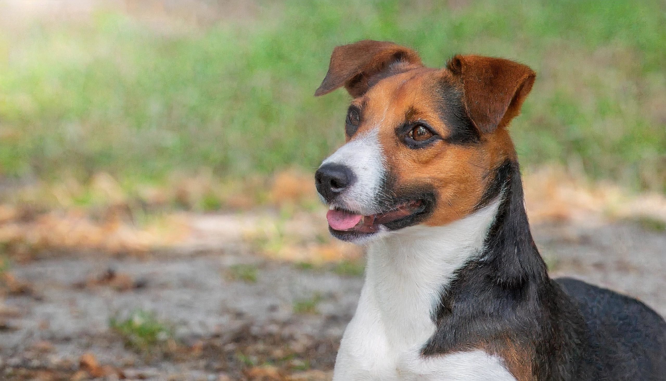 De Deens-Zweedse Boerderijhond is een energieke, vriendelijke en leergierige hond.