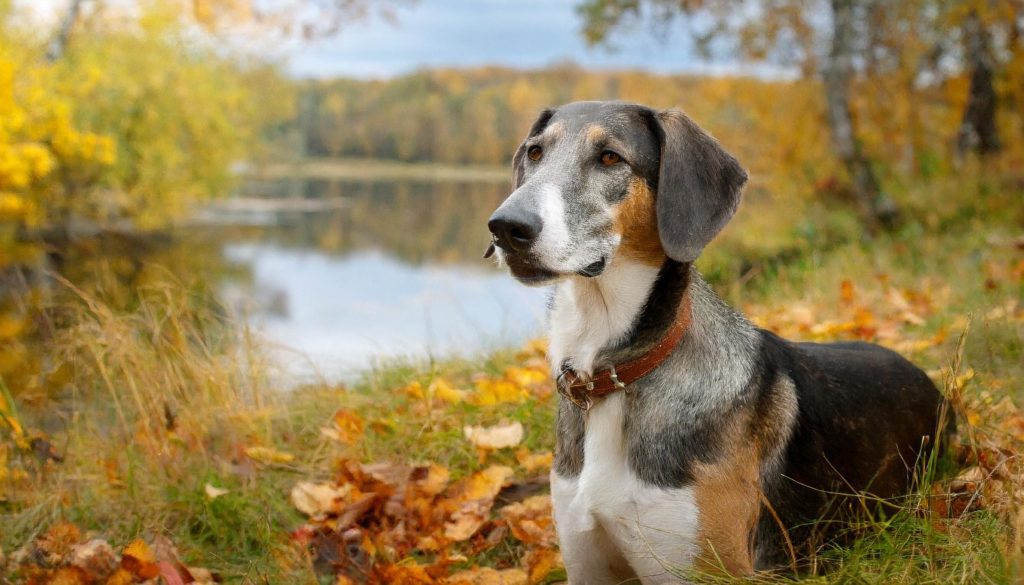 De Dunker is een middelgrote hond met het typische uiterlijk van andere geurhonden.