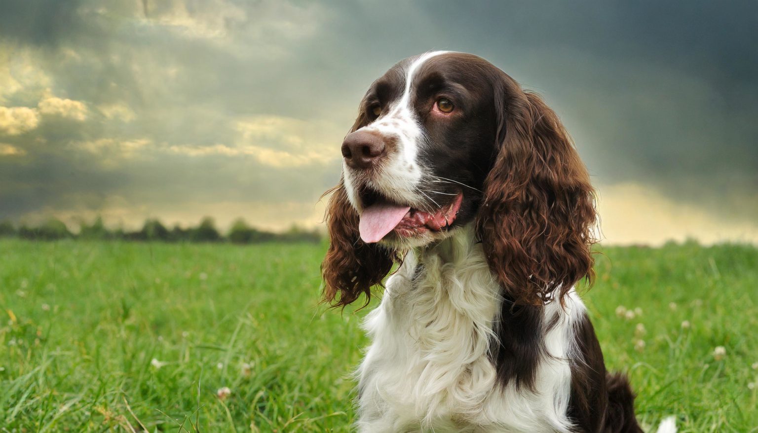 Engelse Springer Spaniel Karakter, opvoeding en Hondenrassen Alles over mijn