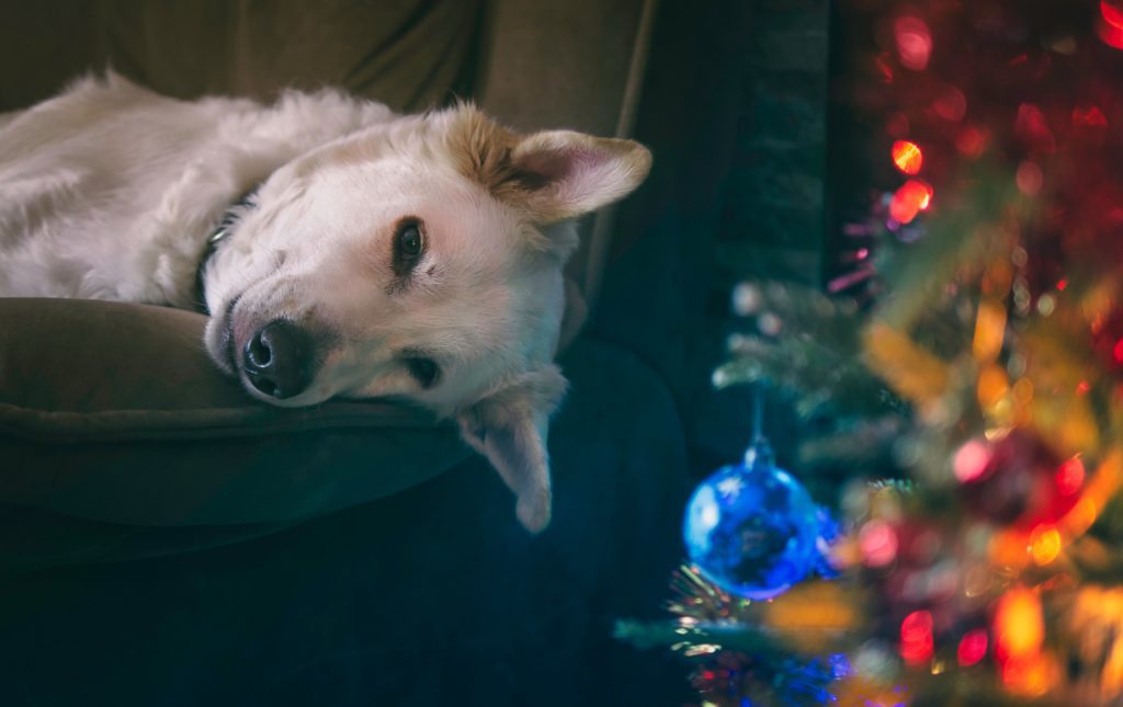 Is een kerstboom giftig voor honden? Tips om je huisdier veilig te houden