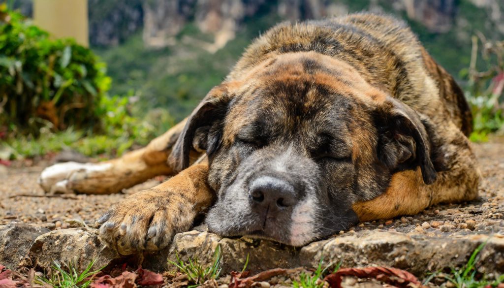 De Perro de Presa Canario is aan het slapen