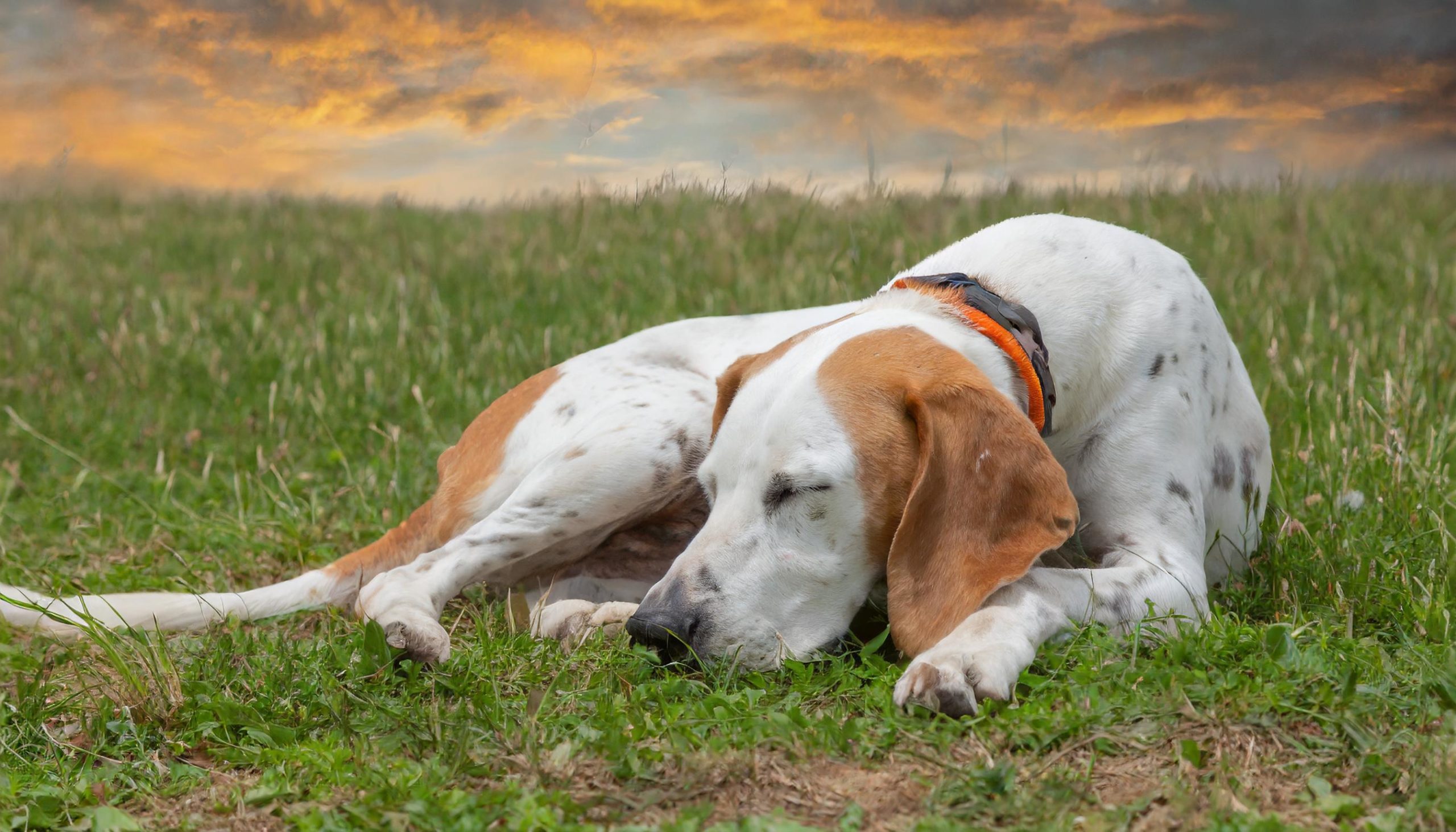 De Français blanc et orange is een door de FCI erkend en van oorsprong in Frankrijk gefokt hondenras. Ze worden gerekend tot de bloedhonden