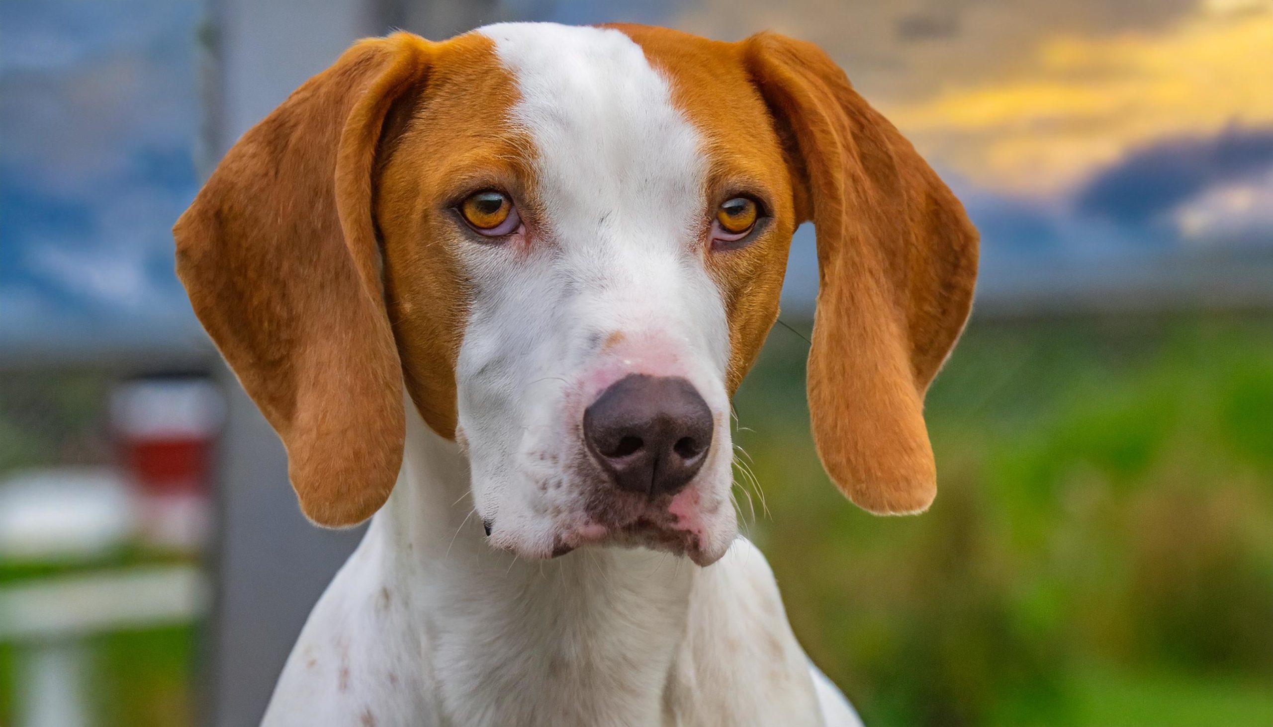 Een mooie close up van het hondenras Francais blanc et orange