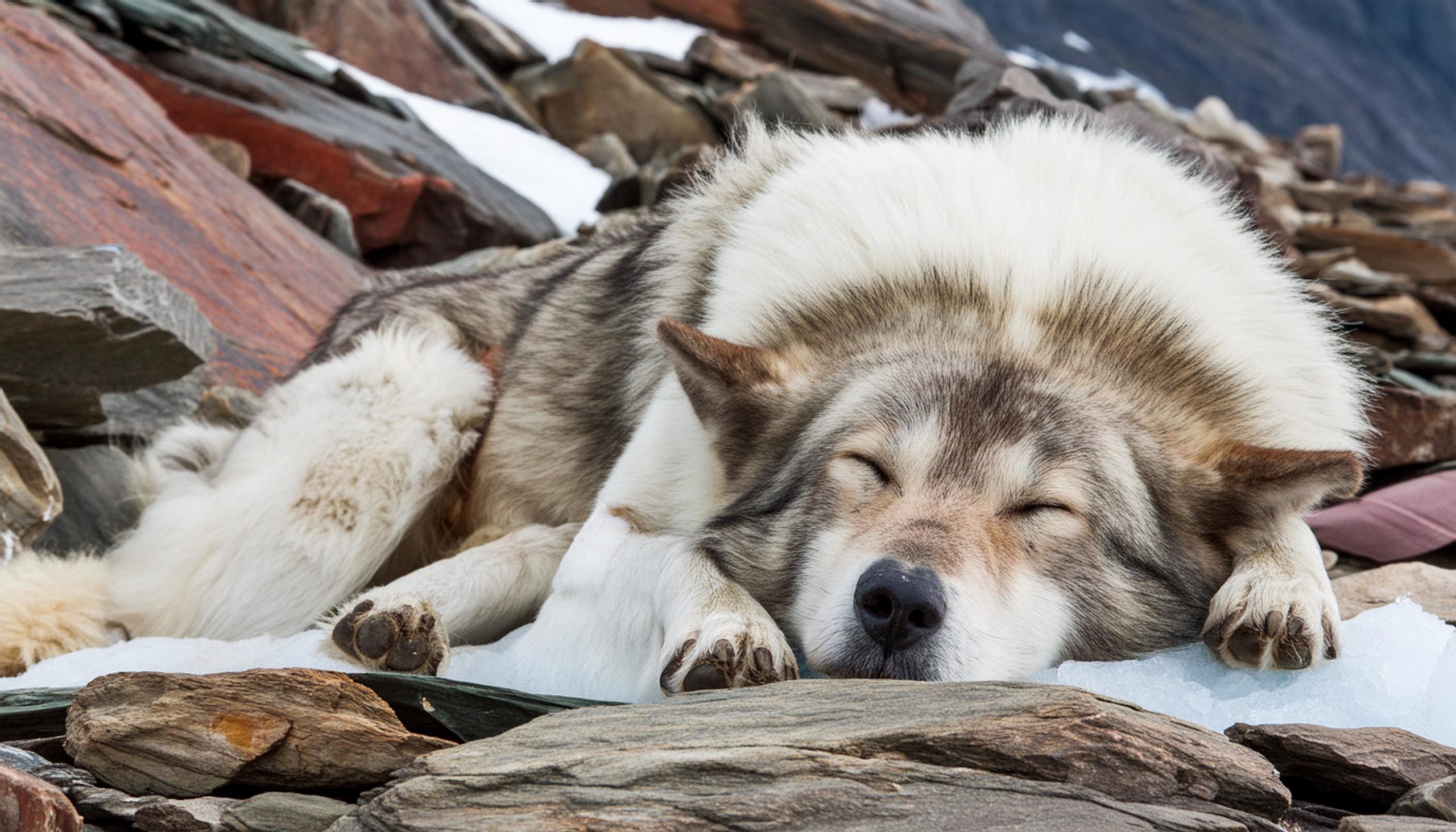De Groenlandse hond is een hondenras, behorend tot de Scandinavische type keeshonden van het oertype. Het land van herkomst is Groenland. Hij is een echte werkhond en wordt gebruikt als sledehond.