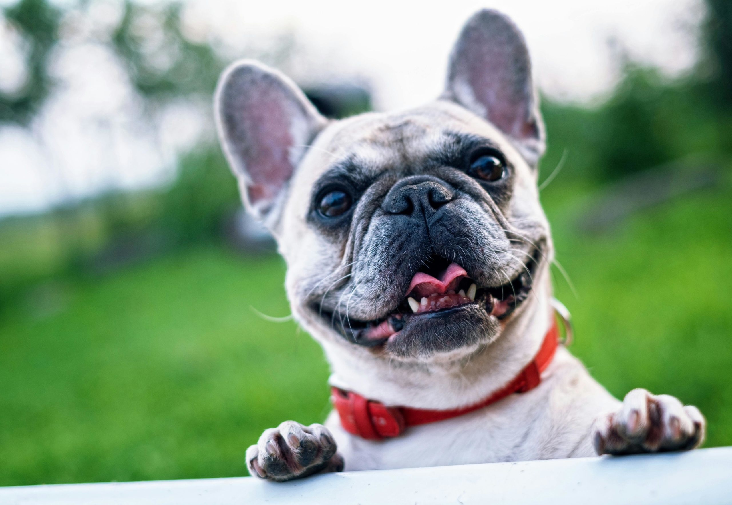 Probiotica hond: Verbeterde spijsvertering met probiotica voor honden