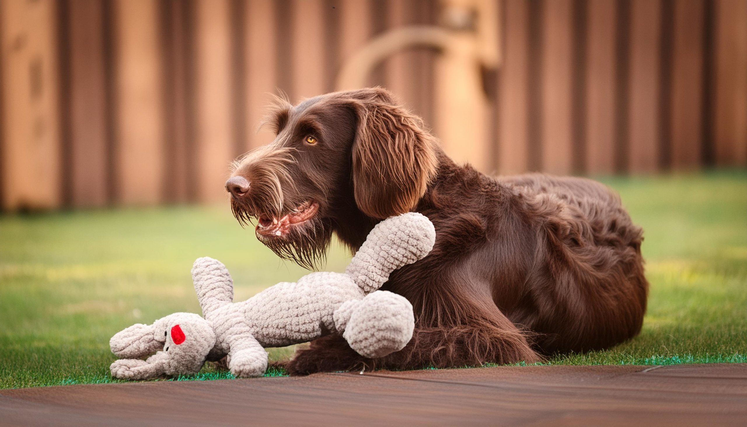 de ierse water spaniel speelt met zijn knuffel